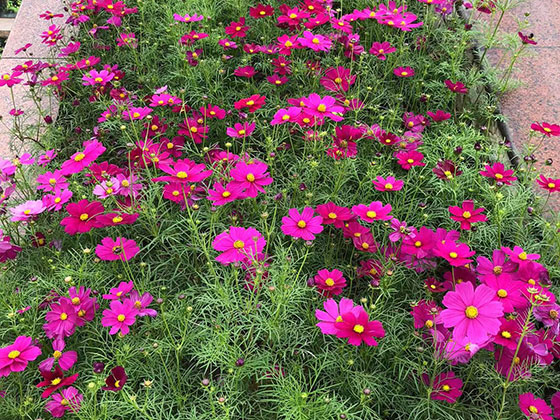 钦州鲜花绿植租赁|设计绿化别墅花园